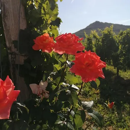 Posestvo Rouna - Winery And * Vipava