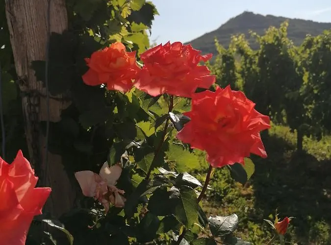 Posestvo Rouna - Winery And * Vipava